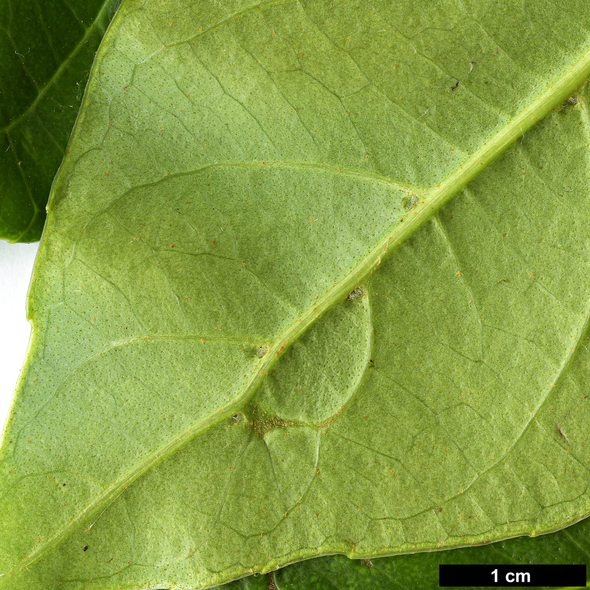 High resolution image: Family: Adoxaceae - Genus: Viburnum - Taxon: odoratissimum - SpeciesSub: var. arboricola